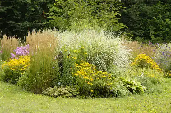 Flower bed with multiple tall and blossomed flowers.